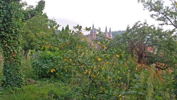 Obstbäume mit Kirche im Hintergrund