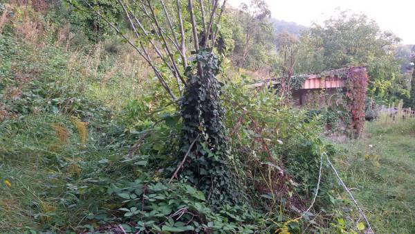 Ungepflegtes Grundstück mit Schuppen