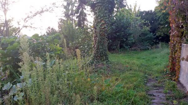 Ungepflegtes Grundstück mit Bäumen