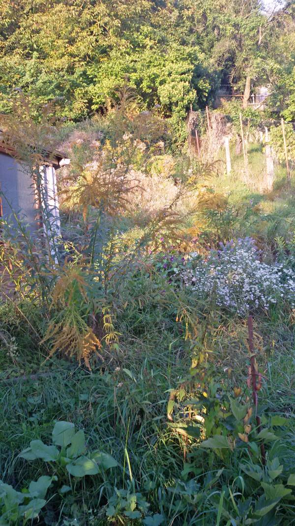 Ungepflegtes Grundstück