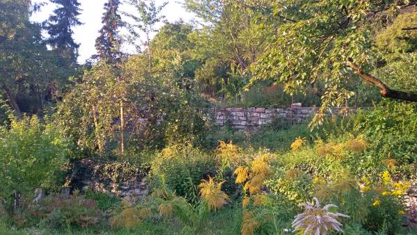 Ungepflegtes Grundstück