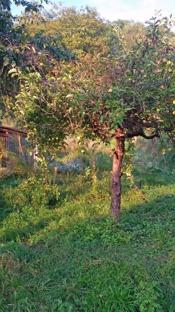 Ungepflegtes Grundstück mit Apfelbaum