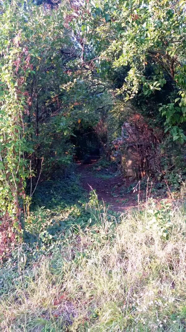 Fußweg durch Gebüsch